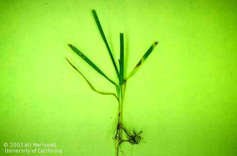 Turfgrass seedling with leaf spot, caused by <I>Bipolaris</I> sp.  