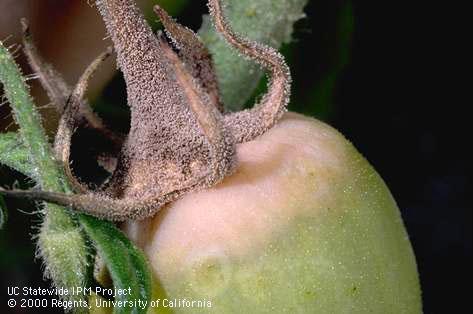 Fruit damaged by gray mold.