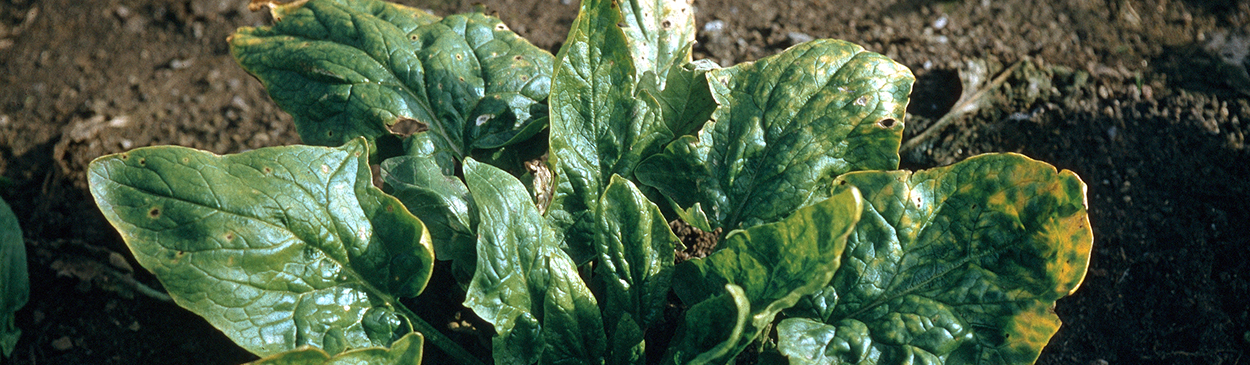 Chlorosis of leaf margins on a spinach plant infected with Beet western yellows virus (BWYV). Several round, tan lesions of Cladosporium leaf spot, Cladosporium variabile (=Heterosporium variabile), are also shown (photo left).