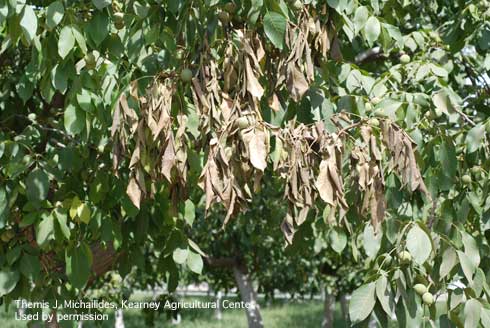 Wilting and flagging of walnut leaves infected with Botryosphaeria blight.