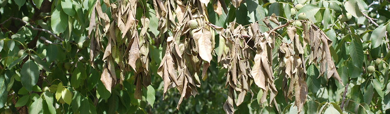 Wilting and flagging of walnut leaves infected with Botryosphaeria blight.