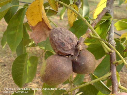 Browning of fruit on walnut infected with Botryosphaeria fruit blight.