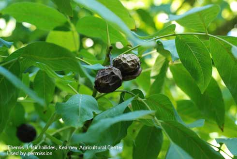 Blackening of fruit on walnut infected with Botryosphaeria fruit blight.