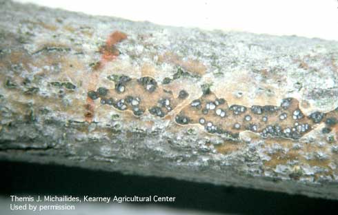 Black pycnidia (asexual fruiting bodies) of Botryosphaeria canker underneath the bark of a walnut branch.