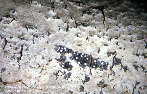 Perithecia (sexual fruiting bodies) of Botryosphaeria canker underneath the bark of a walnut branch.