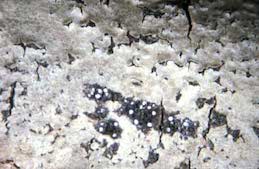 Pimplelike fruiting bodies of a Botryosphaeria canker fungus on bark.