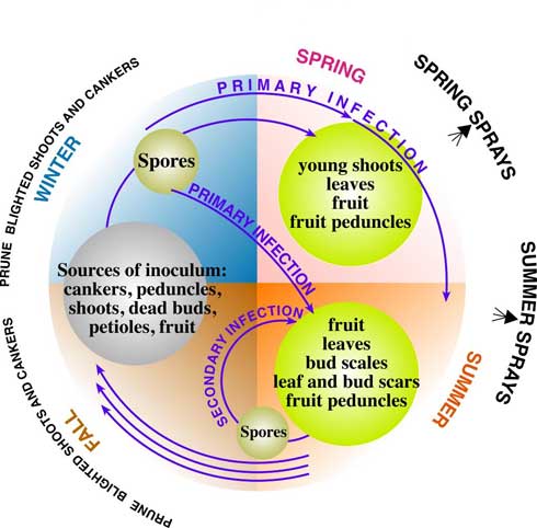 Botryosphaeria disease cycle on walnut.