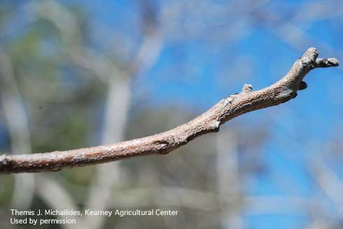 Dense layer of pycnidia on the surface of a walnut blighted shoot infected with Botryosphaeria canker.