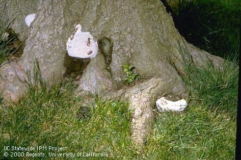 Crown damaged by unidentified Basiodiomycete.