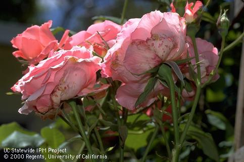 Spotted browning of pink rose petals infected with gray mold.