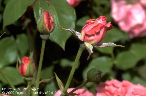 Dark, watery blighting of pink rose petals infected with gray mold.