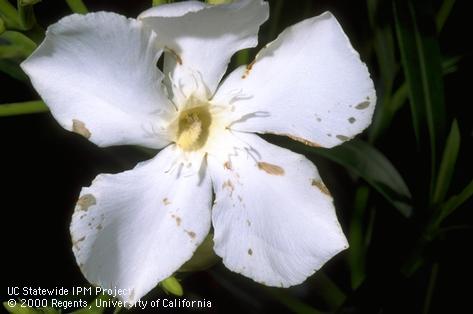 Water-soaked, fungal lesions in oleander blossom infected with gray mold, <i>Botrytis cinerea</i>.