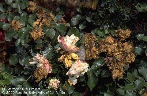 Dead brown and water-soaked pink rose blossoms infected with gray mold, <i>Botrytis cinerea</i>.