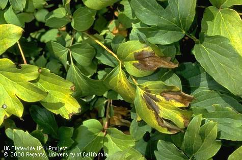 Foliage damaged by Botrytis cinerea.