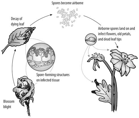 <i>Botrytis</i> spores can initiate infections only when they contact tissue that is already injured or declining (left). However, healthy tissue can be infected if it contacts tissue that has already developed Botrytis blight, or gray mold disease. 