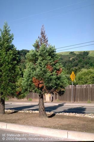 Sequoiadendron canker on branch.