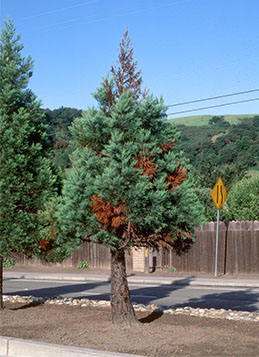 Dieback due to Botryosphaeria dothidea