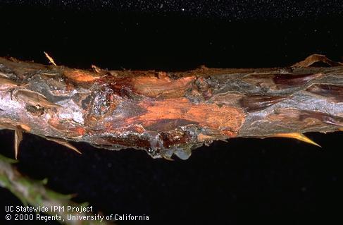 Discoloring and resin on a limb of on giant sequoia infected with canker.