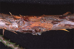 Botryosphaeria canker oozing resin