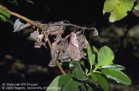 Dry dead madrone leaves on blackened twig killed by Botryosphaeria canker.