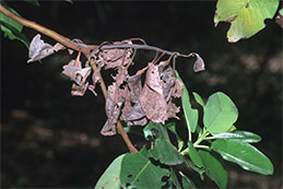 Madrone twig killed by Botryosphaeria dothidea