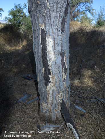 Fruiting bodies of the fungus <i>Biscogniauxia mediterranea</i> (=<i>Sphaeria</i>) on valley oak, <i>Quercus lobata</i>.