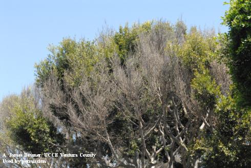 Dead branches appear as Botryosphaeria canker disease advances.