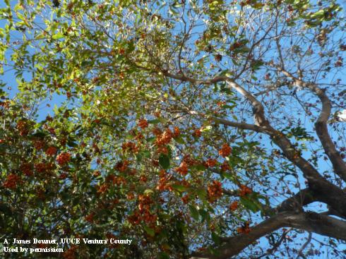 The first symptoms of Botryosphaeria infection are yellowed foliage and thinning of the canopy.