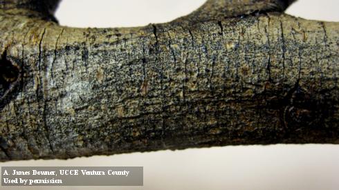 Fruiting bodies of Botryosphaeria species resemble small black dots in dead wood (Ficus microcarpa).