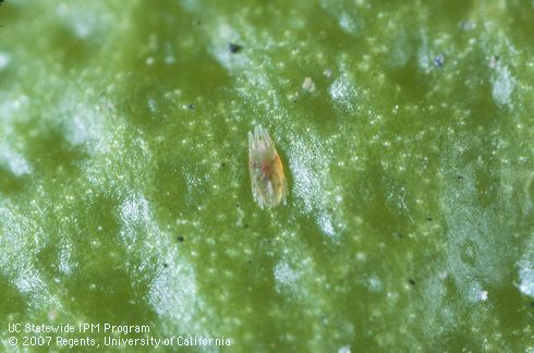 Adult citrus flat mite, <I>Brevipalpus lewisi.</I>.