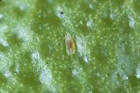 Citrus flat mite adult