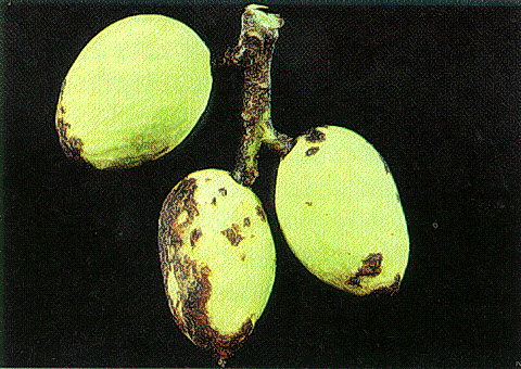 Citrus flat mite injury to pistachio nuts and rachis.