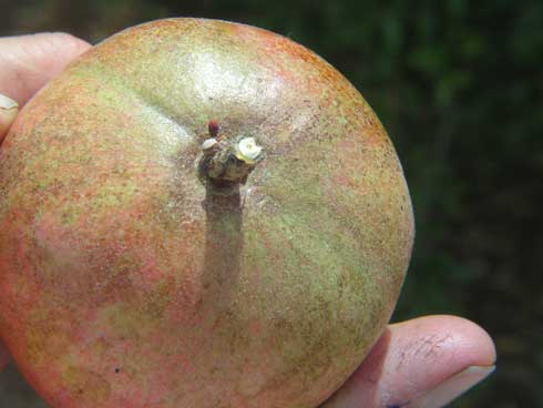 Leathering caused by citrus flat mite, <i>Brevipalpus lewisi,</i> near the stem of a pomegranate.