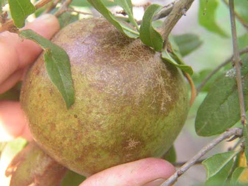 Leathering damage on pomegranate from citrus flat mite, <i>Brevipalpus lewisi</i>.