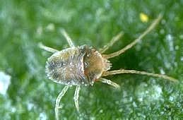 Adult brown mite.