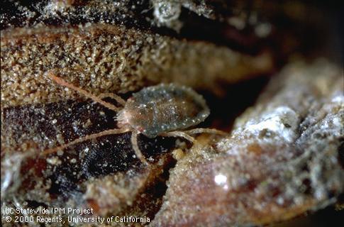 Adult brown mite.