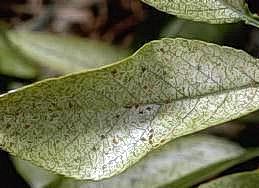 Leaf stippling from feeding of brown mite.