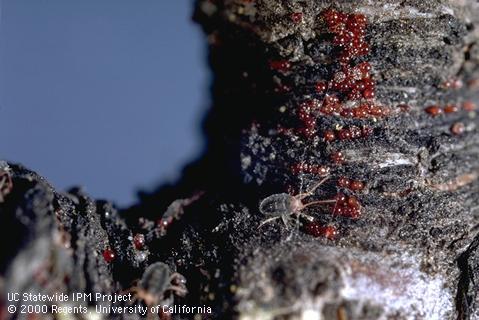 Eggs of brown mite, <i>Bryobia rubrioculus</i>.