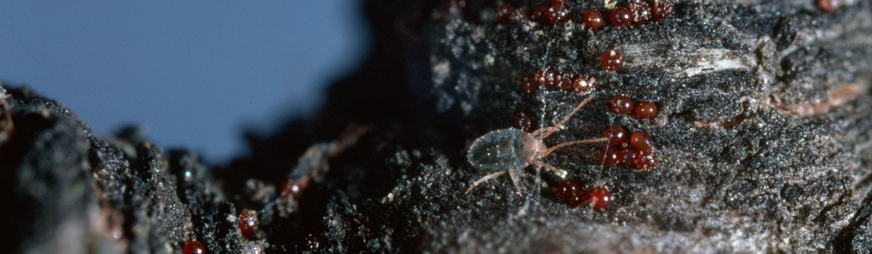 Brown mite eggs and adults.