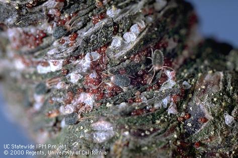 Brown mite eggs and adults.