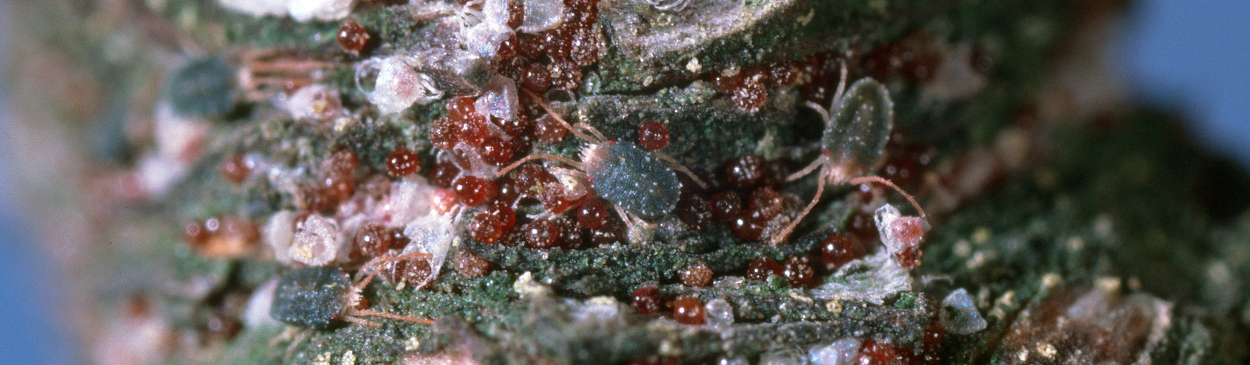 Brown mite adults and eggs.