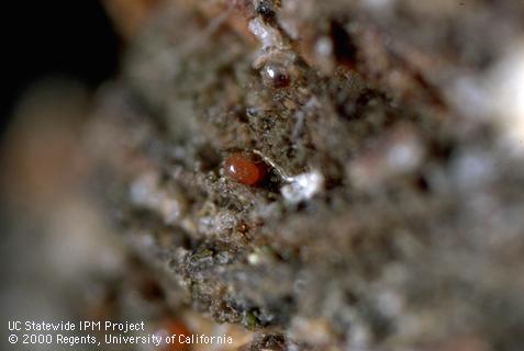 Egg of brown mite.