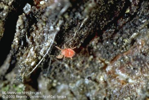 Nymph of brown mite.