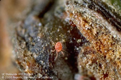 Larva of brown mite, <i>Bryobia rubrioculus</i>.