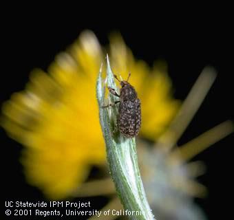 An adult <i>Bangasternus orientalis</i>, a weevil that as larvae feeds in the seed heads yellow starthistle, <i>Centaurea solstitialis</i>.