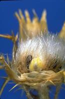 Damage to a starthistle seed head by Bangasternus orientalis.