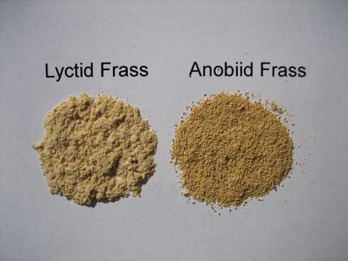 Powderpost beetles (Bostrichidae, formerly Lyctidae) produce much finer frass (left) than deathwatch beetles (Anobiidae).