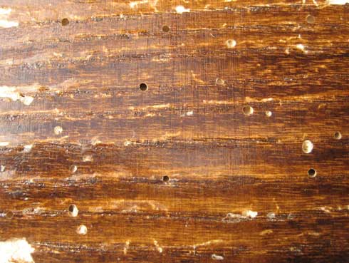 Emergence holes of adult powderpost beetles in wood.