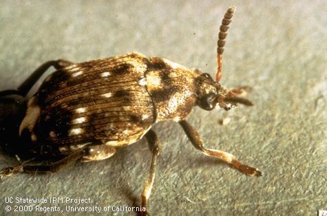 Pea weevil adult.