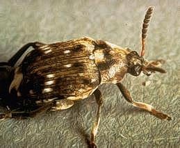 Pea weevil adult